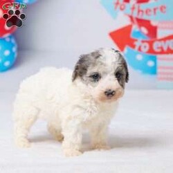 Rocky/Miniature Poodle									Puppy/Male	/7 Weeks,Meet Rocky, a sweet Mini Poodle puppy ready to find his forever home! He has been vet checked, is up to date on all his shots, and is off to a healthy start. Rocky has a gentle, loving personality and enjoys both playtime and cuddles. He’s the perfect little companion to bring joy and warmth into your home. Don’t miss the chance to make this adorable boy part of your family! His mom, Patches (a Mini Poodle, 13 lbs), and dad, All Star (a Mini Poodle, 14 lbs), both have gentle, friendly personalities. Macy is ready to fill your home with love, cuddles, and happy moments.