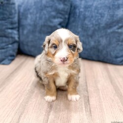 Niko/Mini Bernedoodle									Puppy/Male	/6 Weeks,Meet Niko! This sweet and adorable Mini Bernedoodle is looking for a forever family!