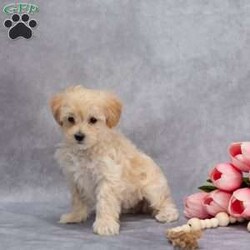 Quinton/Maltipoo									Puppy/Male	/9 Weeks,Meet our adorable Maltipoo puppies! Little Quinton is full of love and life, always ready to wiggle his way right into your heart and home. With his playful personality and sweet nature, he will make the perfect companion for any family.