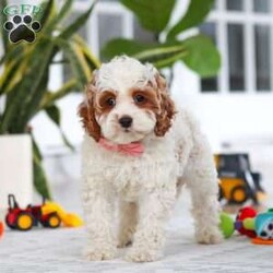 Daisy/Cockapoo									Puppy/Female	/11 Weeks,Meet the most darling F1B Cockapoo named Daisy! This girl is the definition of sweet and lovable—always ready to greet people with tail wags and snuggles. She has a playful side too, especially when there’s a toy involved or a new spot to explore. With her soft, wavy coat and warm eyes, she knows exactly how to melt hearts. Whether it’s joining in on adventures or curling up for a cozy nap, this little one may just be the perfect little sidekick for your family!