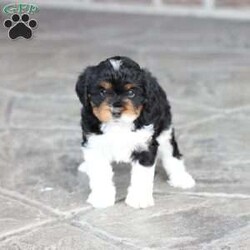 Kinsley/Cavapoo									Puppy/Female	/March 9th, 2026,Kinsley is a sweetheart raised with the kind of love and care that a puppy needs for a great start in life! She also enjoys a special diet for optimal health. Call, text or email to schedule your meet with this sweet girl! (we also offer facetime meetings)