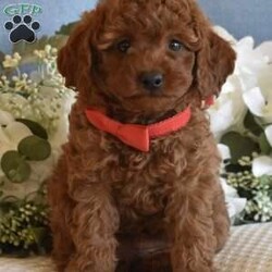 Miles/Toy Poodle									Puppy/Male	/9 Weeks,Beautiful litter of AKC Registered Red Poodle Pups, as you can see they are absolutely stunning with gorgeous dark red curly soft coats, beautiful head and bone structure, clear expressive eyes and beautiful top line and movement, if you have been looking for a top quality red poodle look no further, this litter is stunning, they are super sweet and easy going, not hyper active but playful and silly and settle down when you just want to relax, they are very smart and already potty pad trained, they have been fed premium food and filtered water since being weaned, my male pups will mature in the 7 to 10 lbs range and my girls mature in the 6 to 8 lbs range, you are welcome to come to my home and meet the pups and their parents, if you are not in the immediate area we can meet at a halfway point as long as its a reasonable distance, pups of this quality go fast so if you are serious and interested call or text please don’t email I will never see it. 