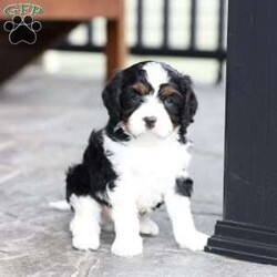 Kit/Cavapoo									Puppy/Male	/March 1st, 2026,Kit is a sweetheart raised on the kind of love and care that a puppy needs for a great start in life! He also enjoys a special diet for optimal health. Call, text or email to schedule you meet with this sweet boy! (we also offer facetime meetings)