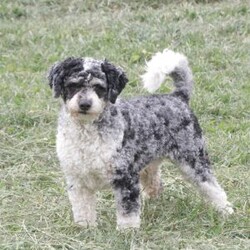 Kinsley/Cavapoo									Puppy/Female	/March 9th, 2026,Kinsley is a sweetheart raised with the kind of love and care that a puppy needs for a great start in life! She also enjoys a special diet for optimal health. Call, text or email to schedule your meet with this sweet girl! (we also offer facetime meetings)