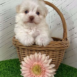 Angel/Havanese									Puppy/Female	/8 Weeks,Hi, I’m Angel I’m a beautiful cream and white Havanese girl, and I was born on 2/20/26. I’ve got the sweetest face and an outgoing personality to match—I love meeting new people and being right in the middle of everything! I’m super friendly, playful, and full of love. Whether it’s playtime or cuddle time, I’m always happy as long as I’m with my people. I’d make the perfect little companion for just about any home. I come AKC registered and will be up to date on all my shots and dewormings. I’ll also be microchipped and come with a health guarantee, so you can feel confident bringing me home. I can’t wait to meet my forever family Contact today to make me yours: