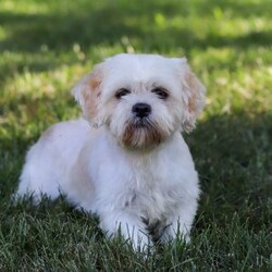 Malinda/Lhasa Apso									Puppy/Female	/10 Weeks,Hi, I’m Malinda! I’m an adorable ACA registered Lhasa Apso with so much charm, from my flowing soft coat to my bright, soulful eyes and confident, prancing walk. I carry that classic Lhasa attitude—proud, playful, and full of heart.