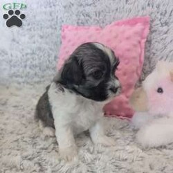 Pansy/Havanese									Puppy/Female	/February 23rd, 2026,Meet Pansy, she is a sweet little Havanese girl full of love and curiosity. She is very well socialized and loves playing with our children, she is happy healthy and off to a good start in life. Contact us today if you would like to meet her. She will not be available for long