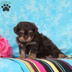 Gracie/Shih-Poo									Puppy/Male	/7 Weeks,Trixie, or momma shih-poo, weighs in at 15 lbs. She’s a darling, so mart, always ready for some action. Snickers, the beautiful chocolate shih-tzu daddy, doesn’t live at our house, but resides with a friend. He is adorable. These little ones are well socialized, playful and loving, just waiting to give you lots of joy! They are up to date on their vaccinations and dewormings, and have been vet checked. They are looking for their forever homes. Feel free to call with questions, or to set up a time to come visit them. Thanks,