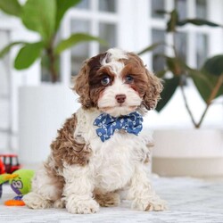 Emmett/Cockapoo									Puppy/Male	/11 Weeks,Introducing an adorable F1 Cockapoo named Emmett! This boy is the definition of sweet and lovable—always ready to greet people with tail wags and snuggles. He has a playful side too, especially when there’s a toy involved or a new spot to explore. With his soft, wavy coat and warm eyes, he knows exactly how to melt hearts. Whether it’s joining in on adventures or curling up for a cozy nap, this little one may just be the perfect little sidekick for your family!