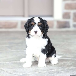 Kit/Cavapoo									Puppy/Male	/March 1st, 2026,Kit is a sweetheart raised on the kind of love and care that a puppy needs for a great start in life! He also enjoys a special diet for optimal health. Call, text or email to schedule you meet with this sweet boy! (we also offer facetime meetings)