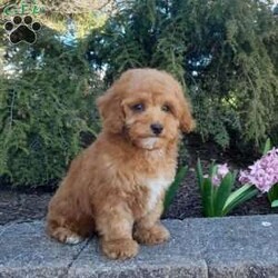 Bradley/Forever									Puppy/Male	/12 Weeks,This is an adorable forever puppy that is looking for his forever home. He is playful, and enjoys playing in the yard. He is up to date on his vaccinations and dewormings, and has been vet checked. Feel free to call with questions, or to set up a time to come visit him. Thanks,