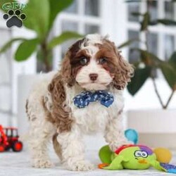 Emmett/Cockapoo									Puppy/Male	/11 Weeks,Introducing an adorable F1 Cockapoo named Emmett! This boy is the definition of sweet and lovable—always ready to greet people with tail wags and snuggles. He has a playful side too, especially when there’s a toy involved or a new spot to explore. With his soft, wavy coat and warm eyes, he knows exactly how to melt hearts. Whether it’s joining in on adventures or curling up for a cozy nap, this little one may just be the perfect little sidekick for your family!