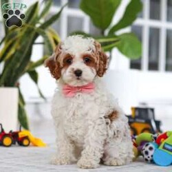 Daisy/Cockapoo									Puppy/Female	/11 Weeks,Meet the most darling F1B Cockapoo named Daisy! This girl is the definition of sweet and lovable—always ready to greet people with tail wags and snuggles. She has a playful side too, especially when there’s a toy involved or a new spot to explore. With her soft, wavy coat and warm eyes, she knows exactly how to melt hearts. Whether it’s joining in on adventures or curling up for a cozy nap, this little one may just be the perfect little sidekick for your family!