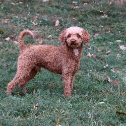 Elliot/Cockapoo									Puppy/Male	/7 Weeks,Hi, I’m Elliot, an adorable F1 Cockapoo with a heart full of love and a personality that will brighten your days! I’m sweet, playful, and always ready to greet everyone with happy tail wags and cuddles. I love exploring, chasing my favorite toys, and being right by your side no matter what you’re doing. With my soft, wavy coat and warm, loving eyes, I have a special way of making every moment feel a little more joyful. I can already imagine all the fun we’ll have together—sunny summer days, playing outside, going on little adventures, and making the kind of memories you’ll cherish forever.
