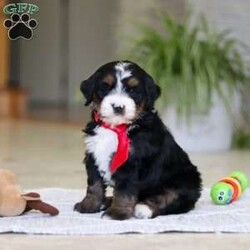 Chico/Mini Bernedoodle									Puppy/Male	/7 Weeks,Meet Chico! A sweet Mini multigen Bernedoodle! Full of energy, curiosity, and unconditional love, he’s always ready to explore, chase toys, and discover something new. When the day winds down, he’s happiest curled up close, soaking in every cuddle with his gentle, affectionate nature. With his adorable looks and loving temperament, he’s the perfect mix of playful and calm—ready to become someone’s very best friend.