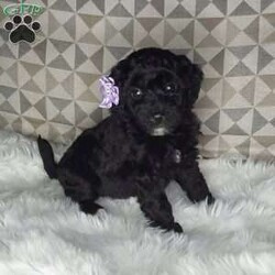 Charlotte/Mini Labradoodle									Puppy/Female	/7 Weeks,Meet sweet lil Charlotte!! Family raised with tender love and care, well socialized with children and adults caring heart who will always be there comforting you with lots of love!  Call Susan to schedule a visit! You would get along vet certificate, health records, microchip numbers, warranty that’s good for up to 1 year and a lil baggy food!!  