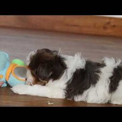 Brodie/Yorkie Poo									Puppy/Male	/10 Weeks,Meet Brodie, a Yorkiepoo puppy with a friendly, easy going temperament. He has a soft coat and an alert, curious expression. Brodie enjoys playing with toys, exploring his surroundings, and spending time with people. He has a good balance of energy and calmness, making his adaptable to different home environments.