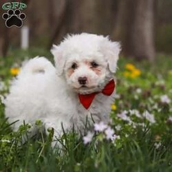 Benji/Bich-Poo									Puppy/Male	/7 Weeks,Meet Benji! He is a Bichapoo puppy with a friendly, affectionate personality and a playful nature. He enjoys time with people, whether that’s playing, exploring, or settling in for some quiet downtime. He’s been well cared for and is off to a good start, showing a nice balance of energy and calmness.