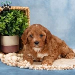 Cooper/Cavapoo									Puppy/Male	/7 Weeks,Take a look at these Cavapoo puppies—they’re absolutely adorable and ready to jump straight into your arms and your heart! These sweet little ones are family-raised, and it truly shows. The Stoltzfus children have done a wonderful job socializing them and preparing them for all the adventures the big world has to offer.