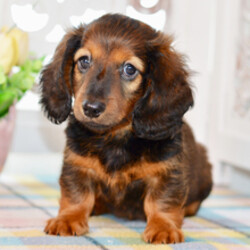 Adopt a dog:Arlo/Dachshund/Female/March 7, 2026,Hi, I'm Arlo! I'm an 8-week-old male Dachshund with a beautiful red coat, born on March 7. I am ready now to plan my trip to my forever family. I'm APRI registered. I will fill your home with love, joy, and a bit of puppy fun.