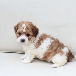Maple/Shih-Poo									Puppy/Female	/March 15th, 2026,Maple is 1 of 2 in her litter , she has an approximate adult weight of 12 to 20 pounds . 