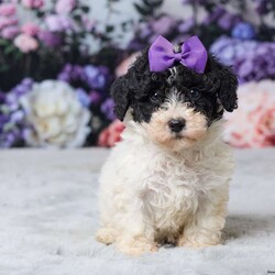 Rita/Miniature Poodle									Puppy/Female	/10 Weeks,Meet Rita, a sweet Mini Poodle puppy ready to find his forever home! She has been vet checked, is up to date on all her shots, and is off to a healthy start. Rita has a gentle, loving personality and enjoys both playtime and cuddles. She’s the perfect little companion to bring joy and warmth into your home. Don’t miss the chance to make this adorable girl part of your family! His mom, Patches (a Mini Poodle, 13 lbs), and dad, All Star (a Mini Poodle, 14 lbs), both have gentle, friendly personalities. Rita is ready to fill your home with love, cuddles, and happy moments.