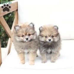 Poppy/Pomeranian									Puppy/Female	/February 19th, 2026,Poppy is 1 of 4 in her litter , she is second smallest swing just over a pound at six weeks . 