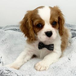Adopt a dog:Jason/Cavalier King Charles Spaniel/Female/February 8, 2026,Hi, I'm Jason! I'm a 12-week-old male Cavalier King Charles Spaniel with a beautiful blenheim coat, born on February 8. I am ready now to plan my trip to my forever family. Once I reach my adult size, I'm expected to weigh between 8–23 lbs. I'm AKC registered. My playful nature will keep you smiling all day long.