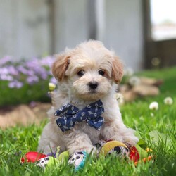 Finn/Maltipoo									Puppy/Male	/8 Weeks,Hi, I’m Finn! I’m an adorable Maltipoo puppy with a big personality packed into a small, lovable package. With my soft, fluffy coat, bright eyes, and playful spirit, I’m pretty hard to resist. I’m sweet and charming with a fun-loving, playful side—curious, spunky, and always ready for a new adventure.