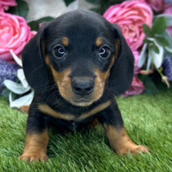 Adopt a dog:Cubby/Dachshund/Female/March 20, 2026,Hi, I'm Cubby! I'm a 6-week-old male Dachshund with a beautiful black & tan coat, born on March 20. I'll be ready to go home to my forever family after May 22, once I'm grown enough to leave my litter. I'm AKC registered. I'm excited to find my forever family and share my love.
