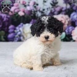 Rita/Miniature Poodle									Puppy/Female	/10 Weeks,Meet Rita, a sweet Mini Poodle puppy ready to find his forever home! She has been vet checked, is up to date on all her shots, and is off to a healthy start. Rita has a gentle, loving personality and enjoys both playtime and cuddles. She’s the perfect little companion to bring joy and warmth into your home. Don’t miss the chance to make this adorable girl part of your family! His mom, Patches (a Mini Poodle, 13 lbs), and dad, All Star (a Mini Poodle, 14 lbs), both have gentle, friendly personalities. Rita is ready to fill your home with love, cuddles, and happy moments.