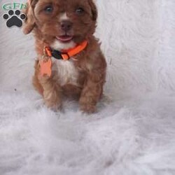 Jasmine/Cavapoo									Puppy/Female	/9 Weeks,our cavapoo’s are well loved and socialized Daily -Full grown we guess them to be 12-15lbs .They have been health checked by the vet , and up to date on all de-wormers -and vaccines you will get a copy of these records.
