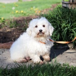 Elliot/Maltipoo									Puppy/Male	/7 Weeks,Hi, I’m Elliot! I’m an adorable Maltipoo puppy with a soft, fluffy coat and a sweet, loving personality. I’m the perfect mix of playful and cuddly—always ready for a game or just as happy to curl up in your lap for some quiet time. I’m curious about the world around me and love exploring, but I also thrive on attention and being close to my people. 