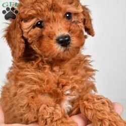 Bella/Miniature Poodle									Puppy/Female	/9 Weeks,Meet Bella, she will melt your heart with her cuteness, super sweet loving temperament and personality. 