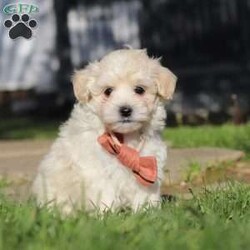 Elliot/Maltipoo									Puppy/Male	/7 Weeks,Hi, I’m Elliot! I’m an adorable Maltipoo puppy with a soft, fluffy coat and a sweet, loving personality. I’m the perfect mix of playful and cuddly—always ready for a game or just as happy to curl up in your lap for some quiet time. I’m curious about the world around me and love exploring, but I also thrive on attention and being close to my people. 
