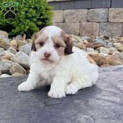 Millie/Havapoo									Puppy/Female	/7 Weeks,Hi… I’m Millie I’m a gorgeous gold sable and white Havapoo girl, born on 3/18/26, and I’ve got the best of both worlds—my mom is a purebred AKC Havanese and my dad is a purebred AKC Poodle. That means I’m not just cute… I’m smart, loving, and oh-so cuddly too. I’ve got a super sweet personality and love being around people. I’m the kind of puppy who enjoys playtime, but I really shine when it’s time to snuggle up and be close to you. I’d love to be your little companion and follow you wherever you go. I come up to date on all my shots and dewormings, I’m microchipped, and I’ll come with a health guarantee so you can feel confident bringing me home. I’m ready to fill your home with love, cuddles, and lots of happy moments Call or text to make me yours: