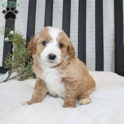 Fiasco/Mini Goldendoodle									Puppy/Male	/8 Weeks,Here comes a beautiful red Mini Goldendoodle puppy who is family raised and well socialized with children. This cutie comes up to date on shots and dewormer and is vet checked! The breeder offers a health guarantee as well. If you are searching for a cheerful puppy to add to your family contact us today!