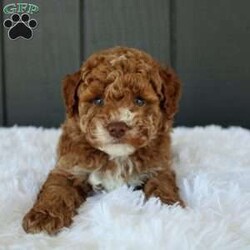 Archie/Miniature Poodle									Puppy/Male	/8 Weeks,Meet Archie! He is a gorgeous deep red AKC registered purebred mini poodle, with flashy white markings placed perfectly on his face and chest, making him the most adorable fluffy little puppy! The poodle is non shedding and hypoallergenic making them the ideal companion to have in your life. The mom “Addie” is a loving 11lb AKC mini poodle and dad “Miles” is a gentle 12lb AKC purebred poodle, they have amazing temperaments and great confirmation! Both parents are completely genetic tested and clear of any genetic diseases, this assures your puppy a solid health foundation to their life! Archie is updated on all vaccinations and deworming schedule as well as health checked by our local veterinarian to assure proper health before going to his forever home. Included will be all health records, AKC registration papers and a small baggie of food to help transition to his new home, as well as our extended health and genetic guarantee! Our puppies go through the ENS program, as well as socializing with us each day to help bring out the best in each puppy! Your puppy is also started on crate training. Shipping is available anywhere in the USA or Puerto Rico. Visits are also welcome! Call or text Duane to discuss further details!