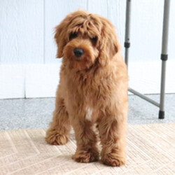 Adopt a dog:Budoy/Goldendoodle/Female/January 28, 2026,Hi, I'm Budoy! I'm a 16-week-old male Goldendoodle. My dad is a Poodle and my mom is a Goldendoodle. I have a beautiful red coat, and I was born on January 28. I am ready now to plan my trip to my forever family. I can't wait to bring my puppy joy and cuddles into your home.