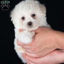 Titan (Mini)/Bichon Frise									Puppy/Male	/6 Weeks,Say hello to Titan, a remarkably tiny and incredibly sweet all-white male who proves that the biggest, most loving personalities often come in the smallest packages. For dog lovers who are specifically seeking out adorable 