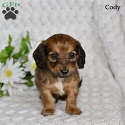 Cody/Dachshund									Puppy/Male	/8 Weeks,Our Mini Dachshund puppies are looking for loving forever homes! These adorable little pups are full of personality, charm, and playful energy. They have been well socialized and enjoy spending time with people, making them wonderful companions .Their friendly and affectionate nature makes them easy to love, and they are already getting used to everyday household activity and attention.