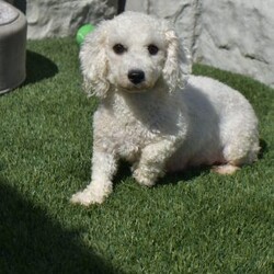 Alex/Cavachon									Puppy/Male	/10 Weeks,Alex is a sweet little puppy. That’s very active playful and loves to play with my two daughters. He has been raised from sound parents.
