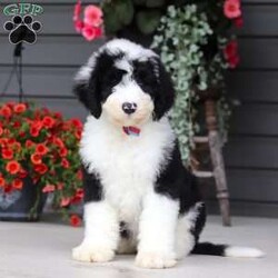Luke/Sheepadoodle									Puppy/Male	/8 Weeks,Hi, I’m Luke! I’m an adorable Sheepadoodle puppy and basically a fluffy little bundle of joy. With my soft, wavy coat and bright, curious eyes, I love exploring, playing, and then curling up close for some cozy cuddle time. I’ve got a fun, gentle personality and a whole lot of love to give, and I can’t wait to make tons of happy memories with my forever family.