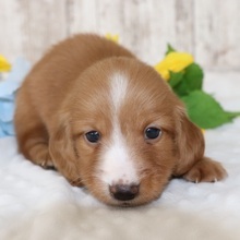 Cruze/Dachshund/Female/April 14, 2026