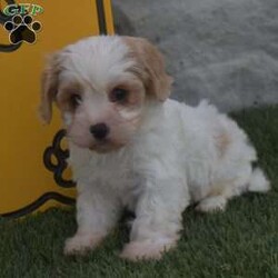 Alex/Cavachon									Puppy/Male	/10 Weeks,Alex is a sweet little puppy. That’s very active playful and loves to play with my two daughters. He has been raised from sound parents.