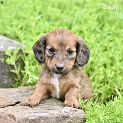 Cody/Dachshund									Puppy/Male	/8 Weeks,Our Mini Dachshund puppies are looking for loving forever homes! These adorable little pups are full of personality, charm, and playful energy. They have been well socialized and enjoy spending time with people, making them wonderful companions .Their friendly and affectionate nature makes them easy to love, and they are already getting used to everyday household activity and attention.