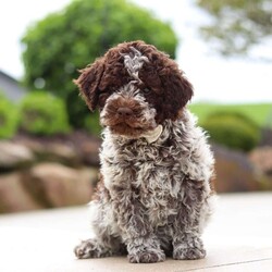 Bluey/Lagotto Romagnolo									Puppy/Male	/9 Weeks,Meet me, Bluey! I’m a very cute AKC Lagotto puppy with a fluffy, curly coat and a fun-loving personality that keeps everyone smiling. I love exploring new things, playing with my toys, and following my favorite people wherever they go. I’m curious, affectionate, and always ready for cuddle time after a day of adventures. With my sweet nature and adorable face, I’m sure to bring lots of joy, laughter, and love to my forever family!