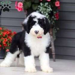 Luke/Sheepadoodle									Puppy/Male	/8 Weeks,Hi, I’m Luke! I’m an adorable Sheepadoodle puppy and basically a fluffy little bundle of joy. With my soft, wavy coat and bright, curious eyes, I love exploring, playing, and then curling up close for some cozy cuddle time. I’ve got a fun, gentle personality and a whole lot of love to give, and I can’t wait to make tons of happy memories with my forever family.