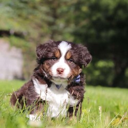 Tucker/Australian Shepherd									Puppy/Male	/7 Weeks,Meet Tucker, an adorable AKC Australian Shepherd puppy with a fun-loving personality and a heart full of affection! This handsome little boy is always ready for his next adventure, whether he’s playing with his favorite toys, exploring the outdoors, or curling up beside you for cuddle time after a busy day. With his soft fluffy coat, bright expressive eyes, and intelligent nature, Tucker is sure to steal the hearts of everyone he meets. Australian Shepherds are known for their loyalty, intelligence, and loving personalities, making Tucker an excellent companion for families, active individuals, or anyone searching for a faithful best friend.