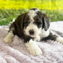 Adopt a dog:Bell/Bernedoodle/Female/April 4, 2026,Hi, I'm Bell! I'm a 6-week-old female Bernedoodle. My dad is a Poodle and my mom is a Bernedoodle. I have a beautiful blue merle & white coat, and I was born on April 4. I'll be ready to go home to my forever family after May 30, once I'm grown enough to leave my litter. I'm ICA registered. I'm all set to make your days brighter and your nights cozier.
